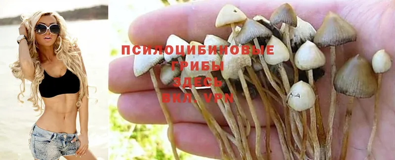 купить наркоту  Валдай  Галлюциногенные грибы Magic Shrooms 